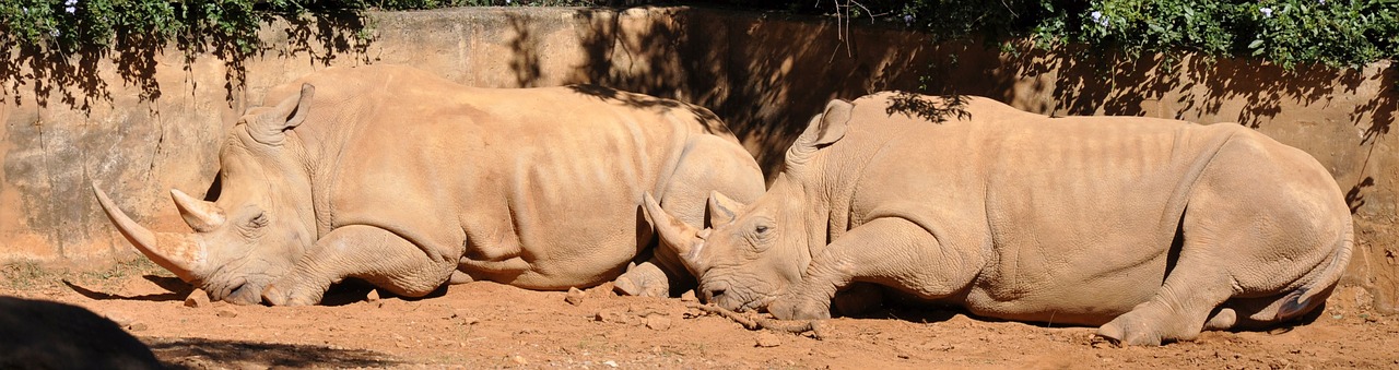 Rhino, Laukinė Gamta, Pietų Afrika, Nemokamos Nuotraukos,  Nemokama Licenzija