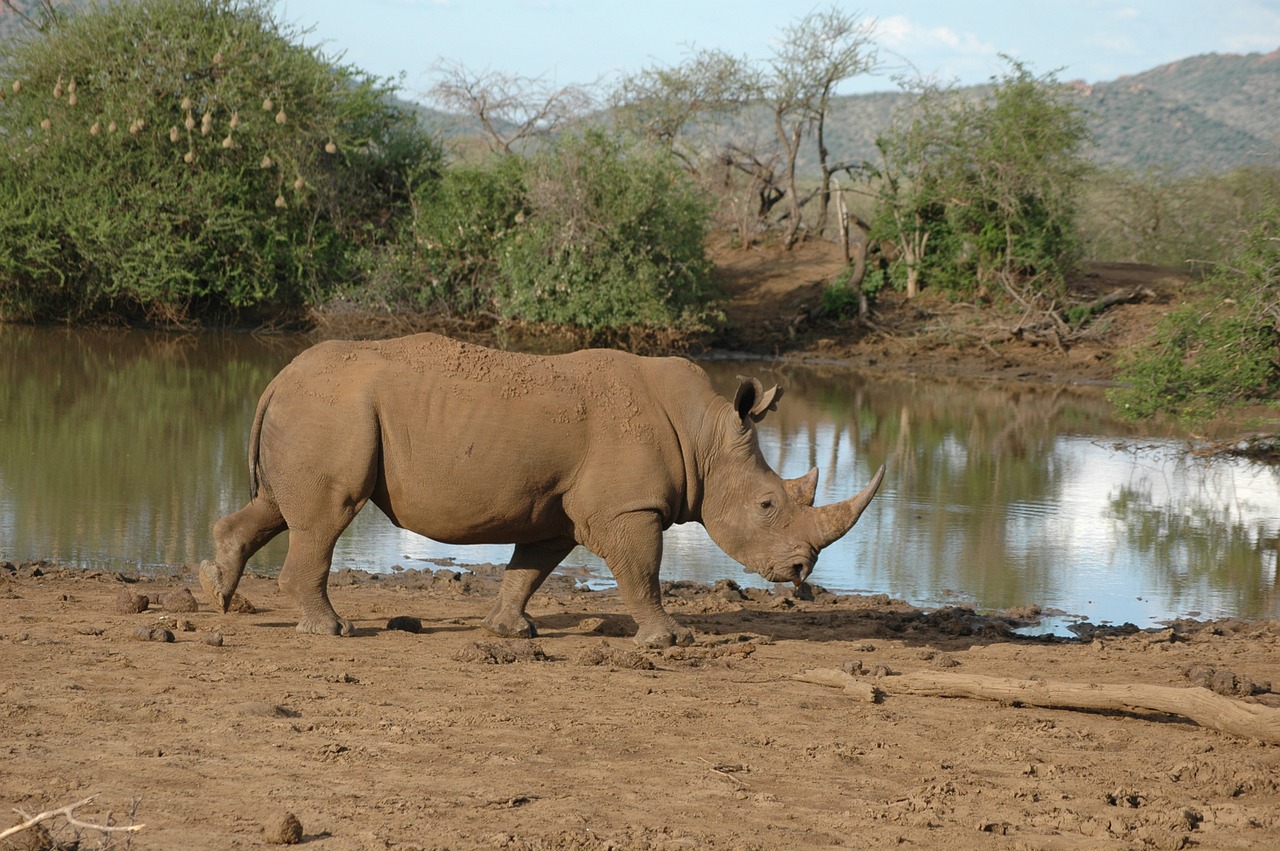 Rhino, Pietų Afrika, Laukinių Gyvūnų Rezervas, Nemokamos Nuotraukos,  Nemokama Licenzija