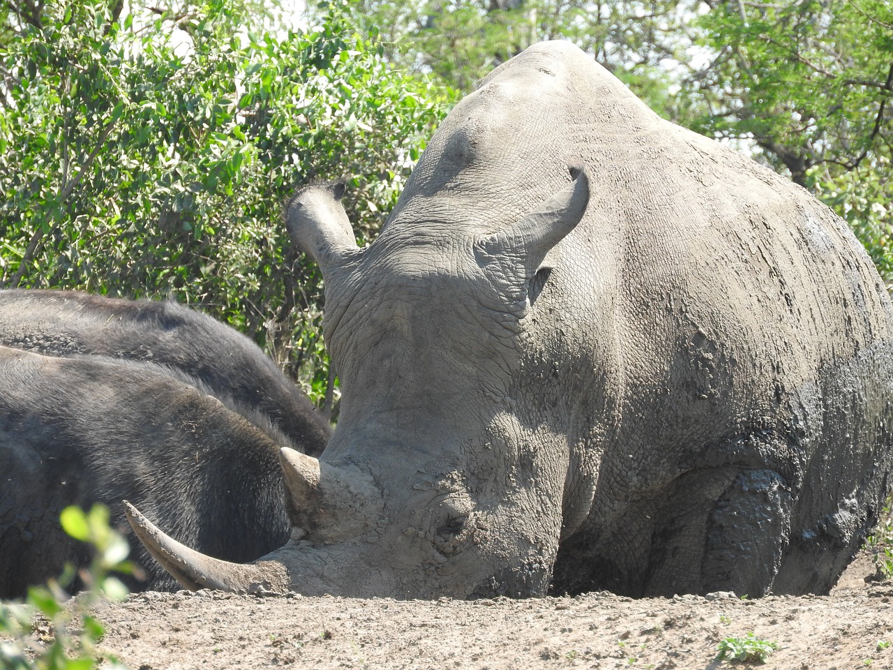 Rhino, Pietų Afrika, Hluhluwe, Nykstantis, Laukiniai, Raganos, Nemokamos Nuotraukos,  Nemokama Licenzija