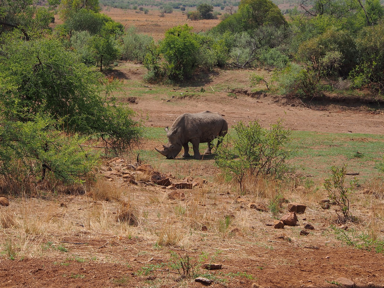 Rhino, Pietų Afrika, Pilanesbergas, Safari, Afrika, Nemokamos Nuotraukos,  Nemokama Licenzija