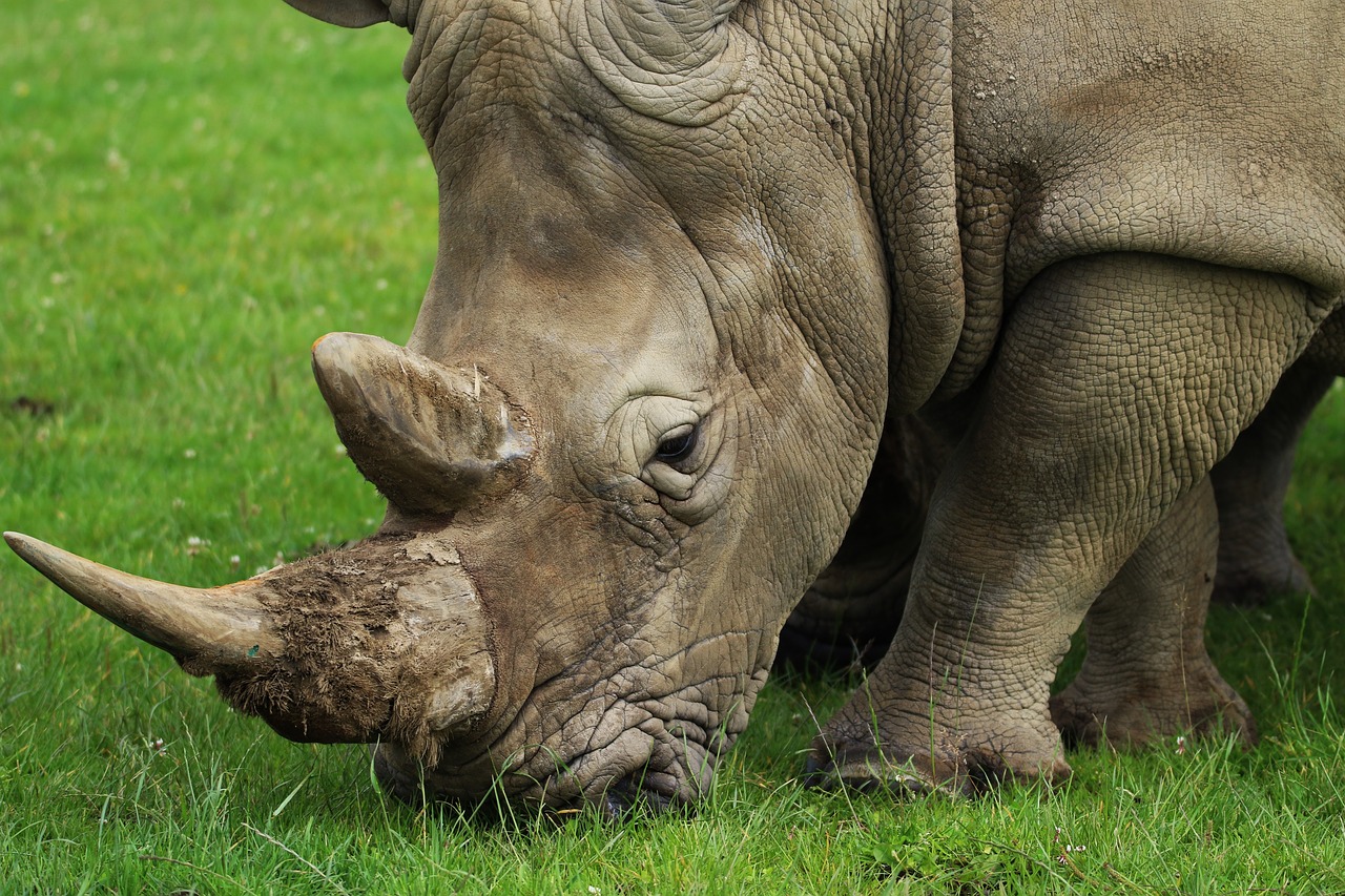 Rhino, Ragas, Gamta, Raganos, Laukiniai, Gyvūnas, Laukinė Gamta, Nykstantis, Safari, Didelis