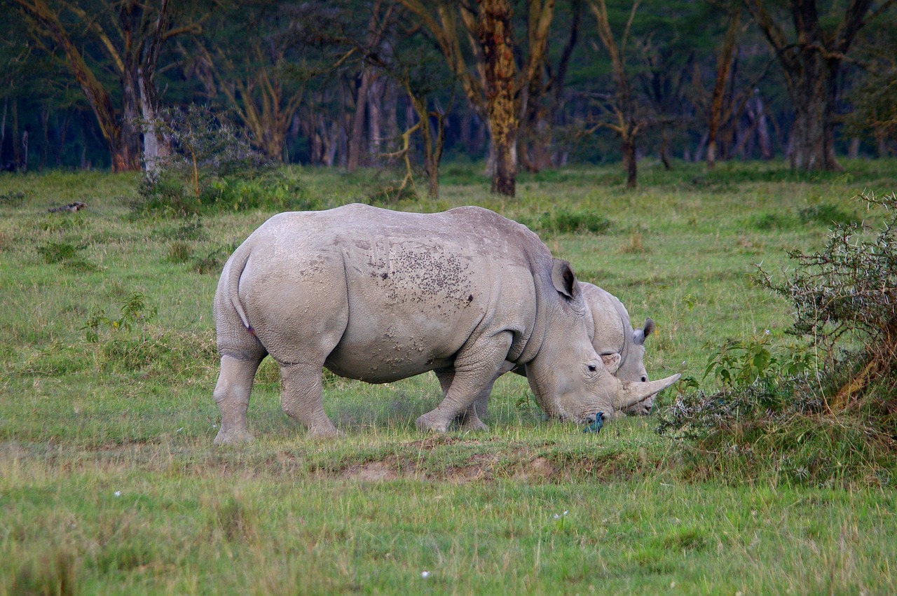 Rhino, Afrika, Safari, Didelis Žaidimas, Raganos, Nemokamos Nuotraukos,  Nemokama Licenzija