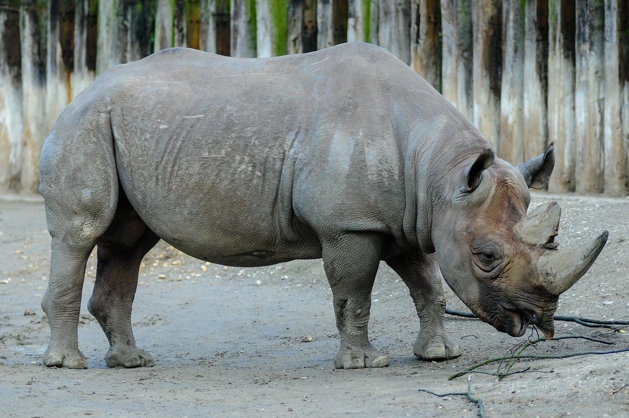 Rhino, Zoologijos Sodas, Juoda Šilkmedis, Afrika, Gyvūnas, Laukiniai, Gyvūnai, Gyvūnų Pasaulis, Nemokamos Nuotraukos,  Nemokama Licenzija