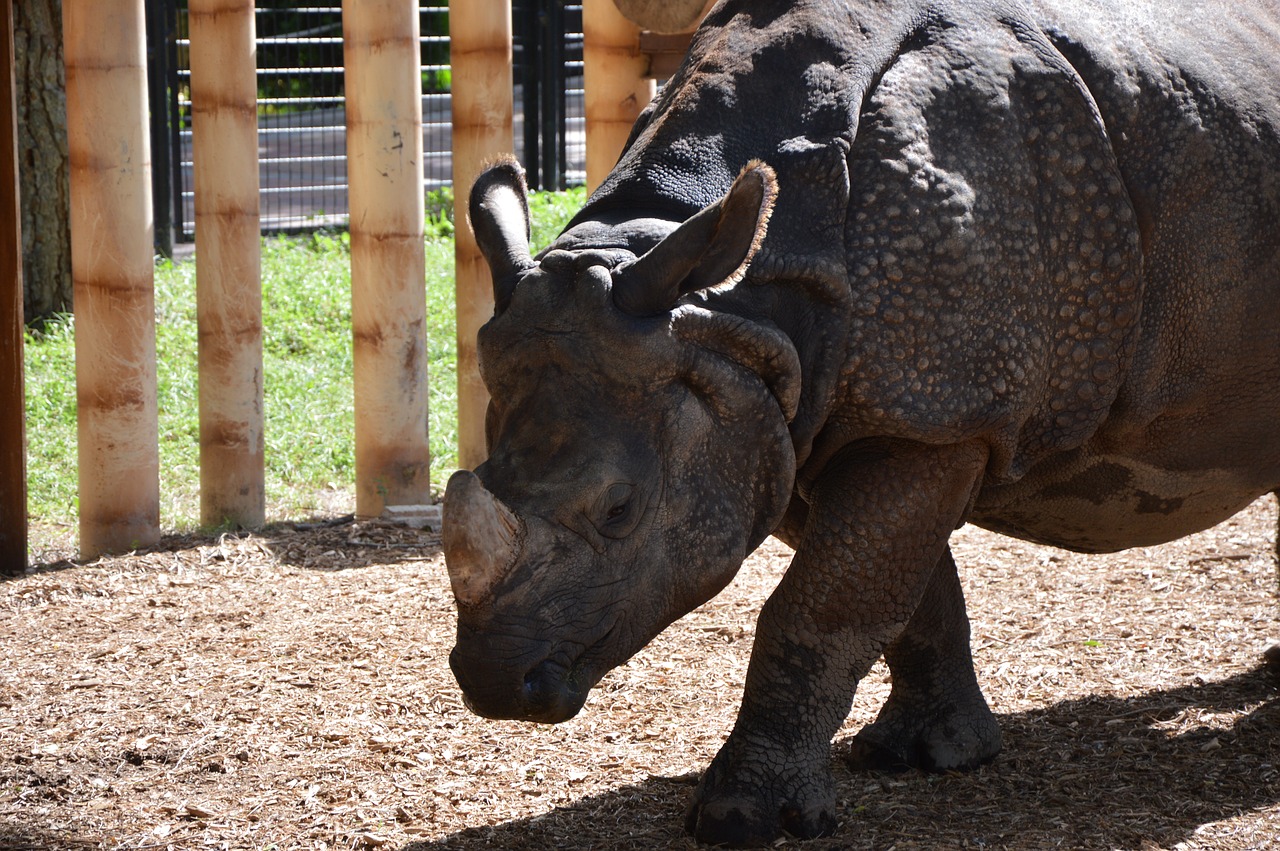 Rhino, Gamta, Zoologijos Sodas, Madride, Ispanija, Gyvūnai, Gyvūnas, Safari, Afrika, Parkas