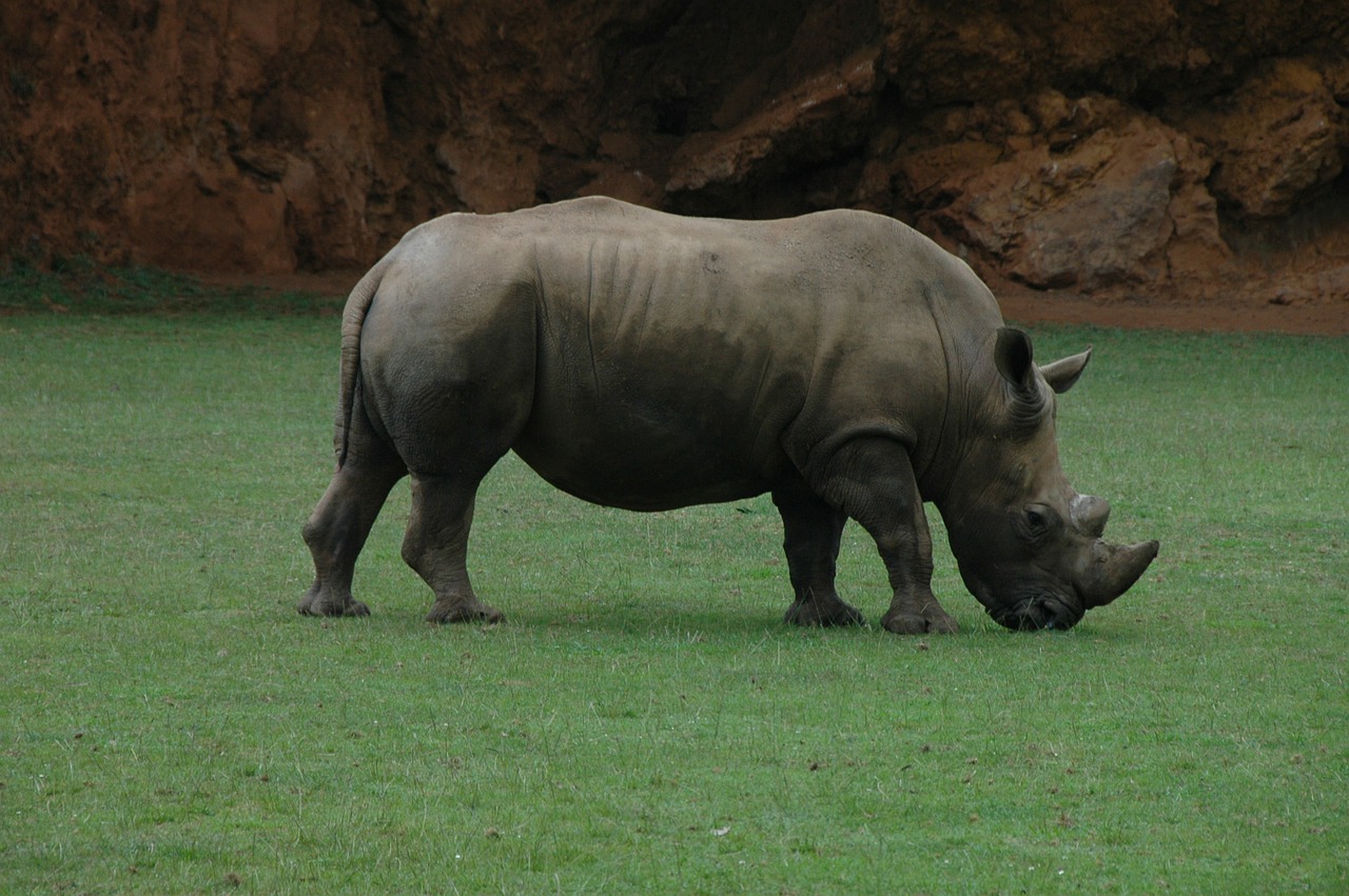 Rhino, Afrika, Ragas, Gamta, Nemokamos Nuotraukos,  Nemokama Licenzija