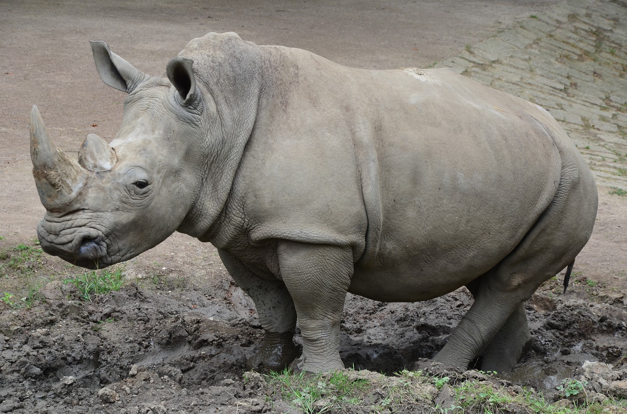 Rhino, Zoologijos Sodas, Gamtos Parkas, Safari, Žinduoliai, Gyvūnų Pasaulis, Raganos, Nemokamos Nuotraukos,  Nemokama Licenzija