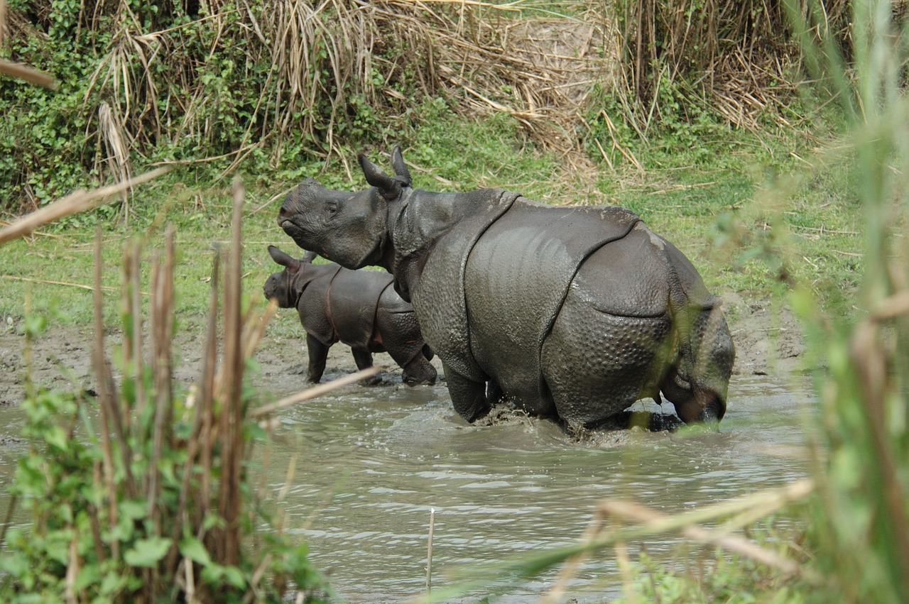 Rhino, Miškas, Afrika, Safari, Gyvūnai, Laukiniai, Nemokamos Nuotraukos,  Nemokama Licenzija