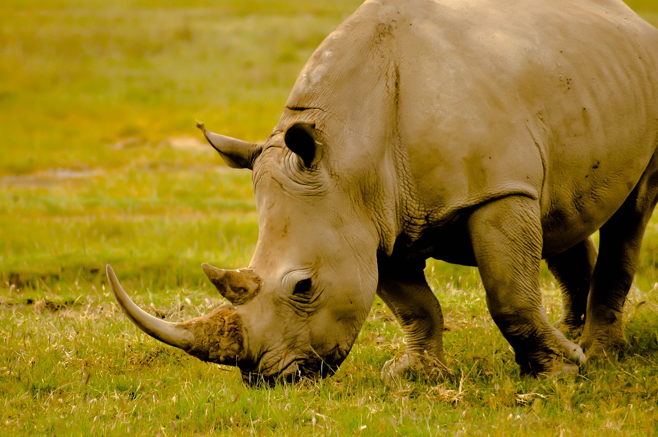 Rhino, Kenya, Gyvūnas, Afrika, Ragas, Nemokamos Nuotraukos,  Nemokama Licenzija