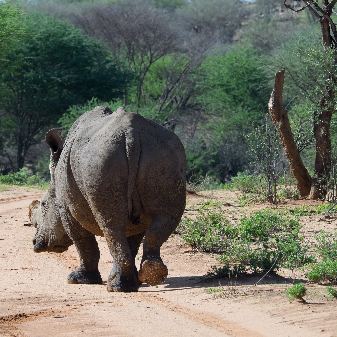 Rhino, Žinduolis, Namibija, Nemokamos Nuotraukos,  Nemokama Licenzija