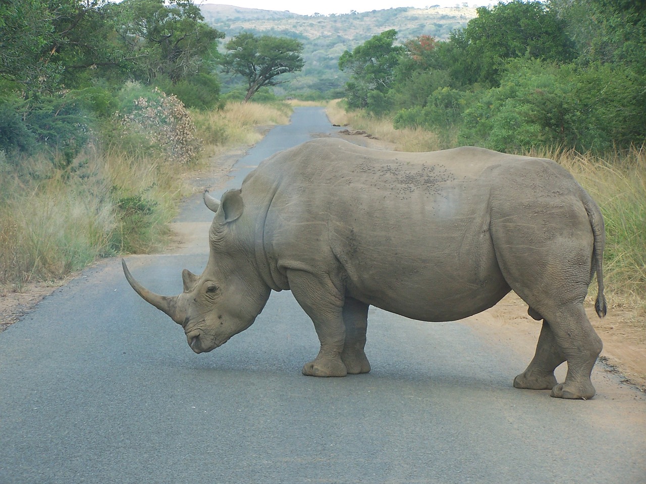 Rhino, Afrika, Pietų Afrika, Nemokamos Nuotraukos,  Nemokama Licenzija