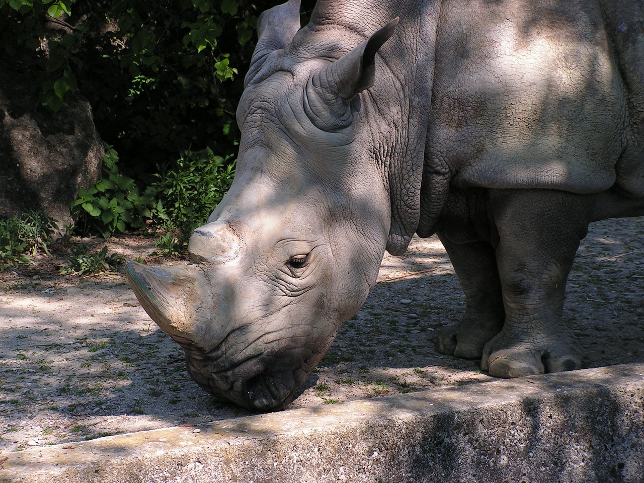 Rhino, Zoologijos Sodas, Safari, Žinduoliai, Nemokamos Nuotraukos,  Nemokama Licenzija