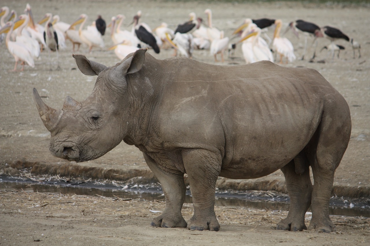 Rhino, Kenya, Afrika, Raganos, Gyvūnas, Didelis, Laukinė Gamta, Nemokamos Nuotraukos,  Nemokama Licenzija