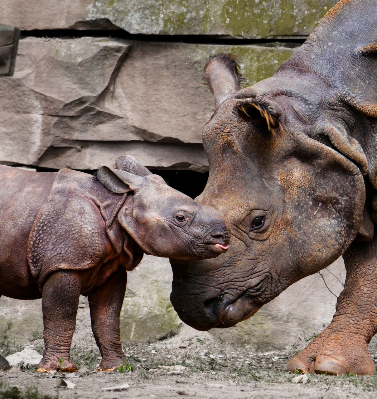 Rhino, Gyvūnai, Emocijos, Rhino Baby, Meilė, Motina, Vaikas, Meilė, Apsauga, Panzer