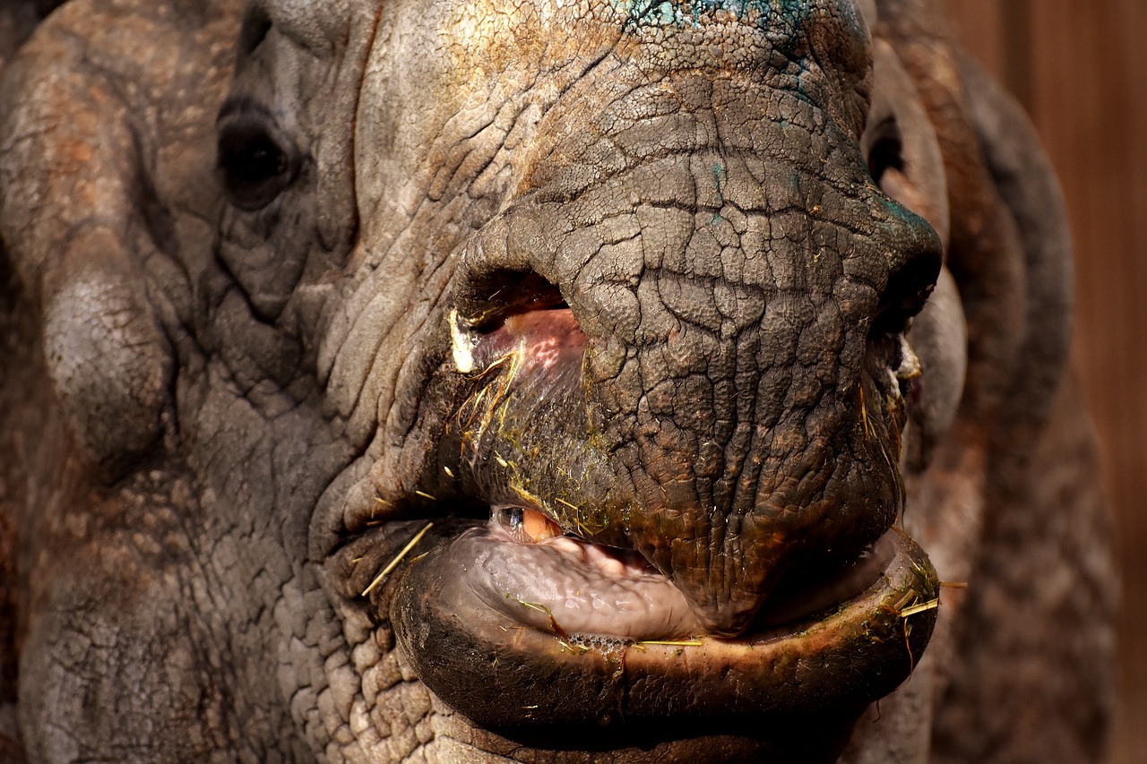 Rhino, Gyvūnas, Gyvūnų Pasaulis, Pachyderm, Raganos, Zoologijos Sodas, Oda, Didelis Žaidimas, Panzer, Tierpark Hellabrunn