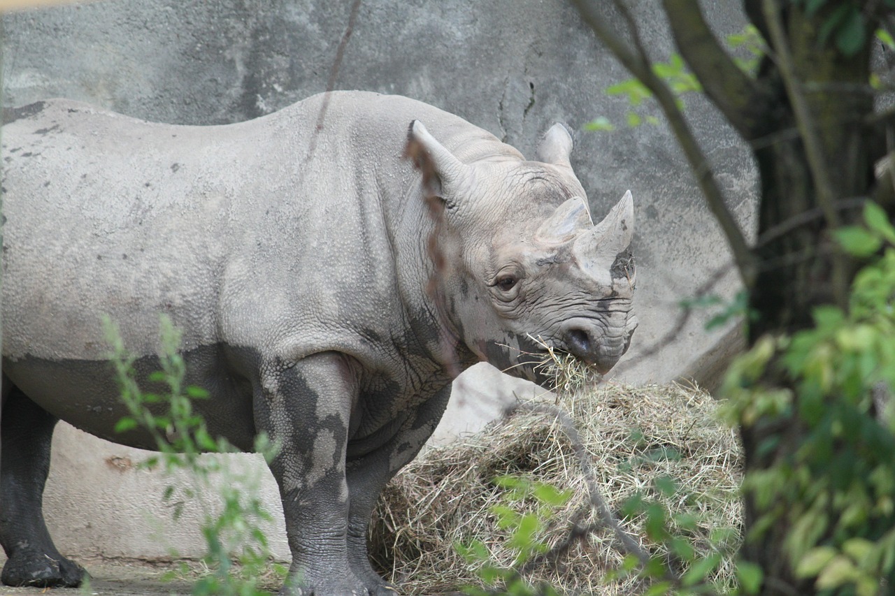 Rhino, Afrika, Raganos, Laukiniai, Ragas, Gamta, Lauke, Laukinė Gamta, Žolė, Afrikos