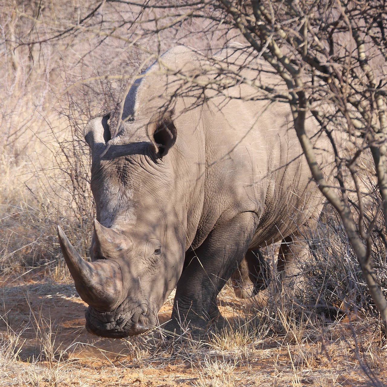 Rhino, Namibija, Safari, Dykuma, Gyvūnas, Laukinė Gamta, Nemokamos Nuotraukos,  Nemokama Licenzija