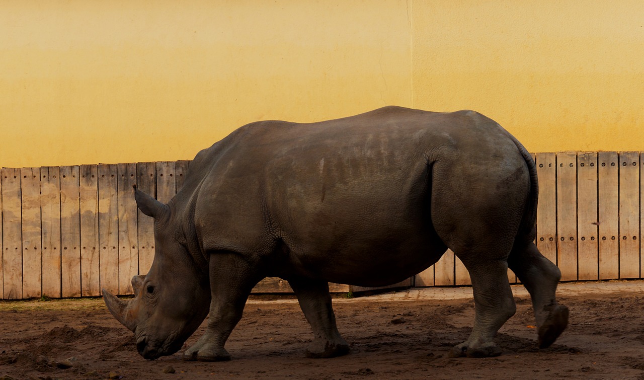 Rhino, Miunsterio Zoologijos Sodas, Pachyderm, Laukiniai Gyvūnai, Didelis Žaidimas, Gyvūnų Pasaulis, Laukinės Gamtos Fotografija, Didelis Kietas, Nemokamos Nuotraukos,  Nemokama Licenzija