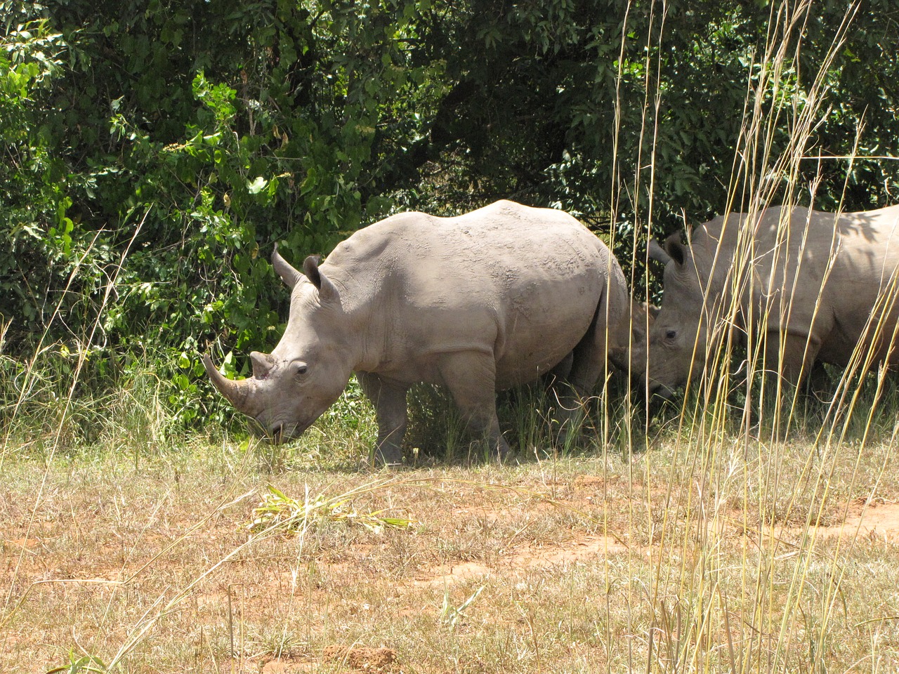 Rhino, Baltasis Raganas, Uganda, Nacionalinis Parkas, Nemokamos Nuotraukos,  Nemokama Licenzija