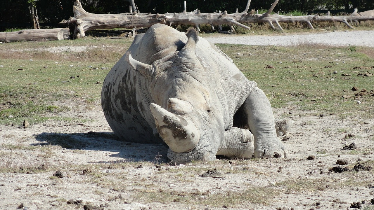 Rhino, Afrika, Gyvūnas, Safari, Nemokamos Nuotraukos,  Nemokama Licenzija