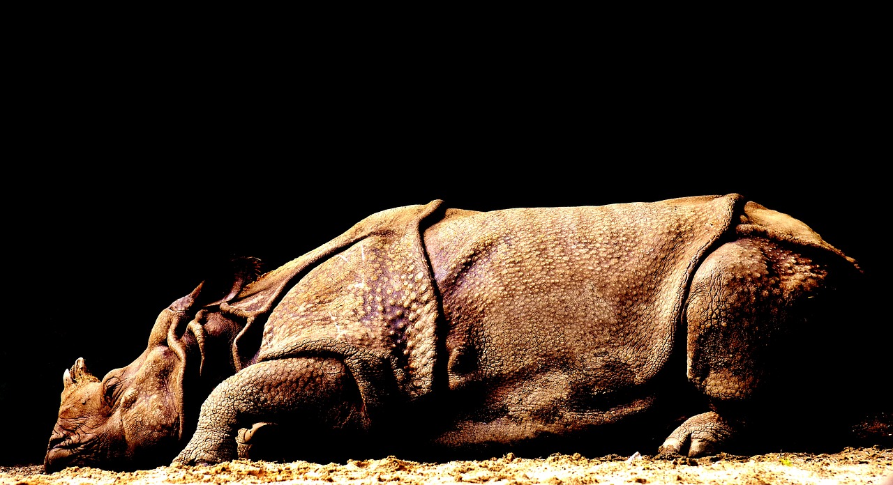 Rhino, Laukinis Gyvūnas, Laukinės Gamtos Fotografija, Didelis Žaidimas, Gyvūnas, Pietų Afrika, Zoologijos Sodas, Pachyderm, Gamta, Raganos