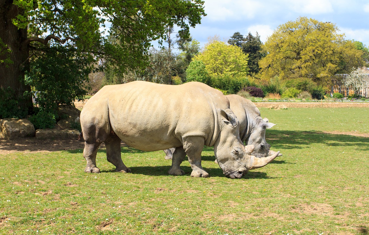 Rhino, Zoologijos Sodas, Gyvūnas, Laukiniai, Laukinė Gamta, Raganos, Gamta, Safari, Afrika, Žinduolis