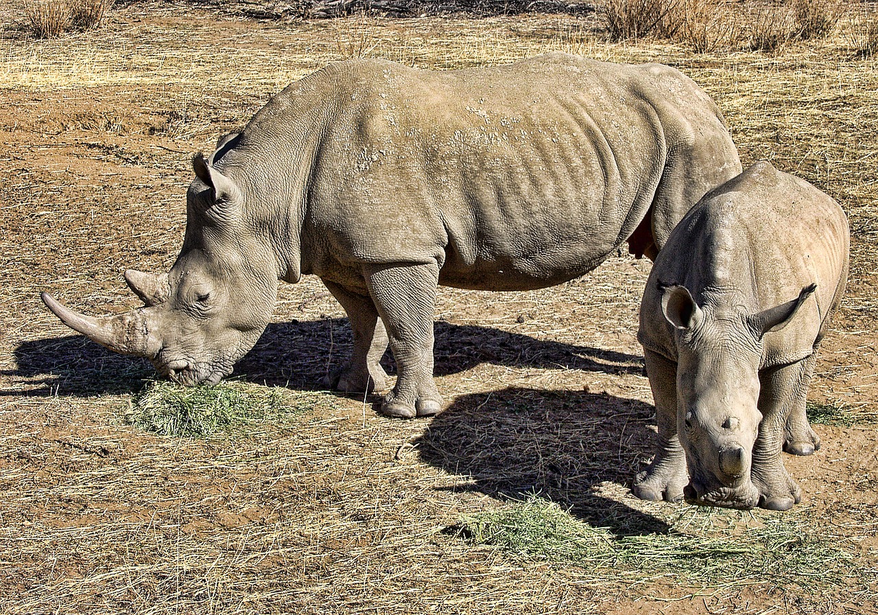Rhino, Balta, Raganos, Laukiniai, Afrika, Žinduolis, Ragas, Nykstantis, Namibija, Nemokamos Nuotraukos