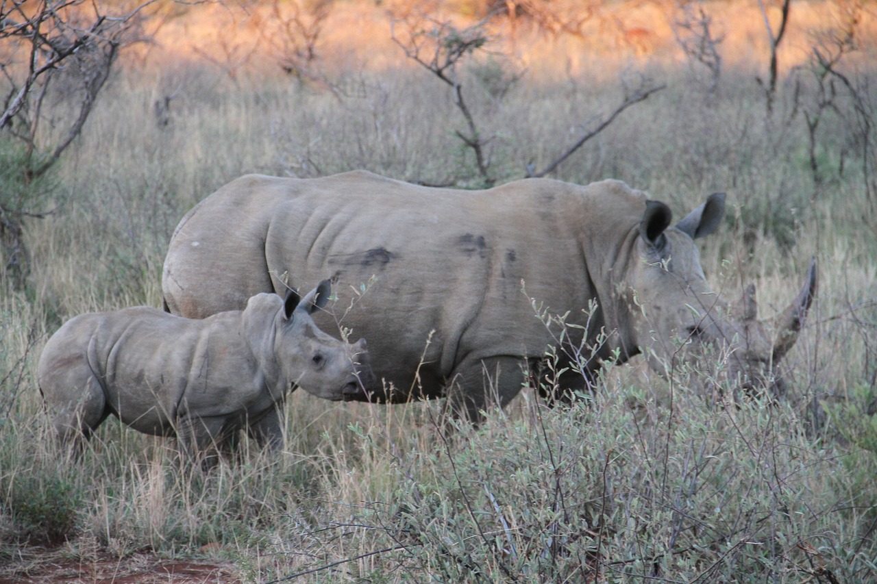 Rhino, Nykstantis, Šeima, Pilanesbergas, Safari, Gyvūnas, Lauke, Krūmas, Afrika, Pietų Afrika