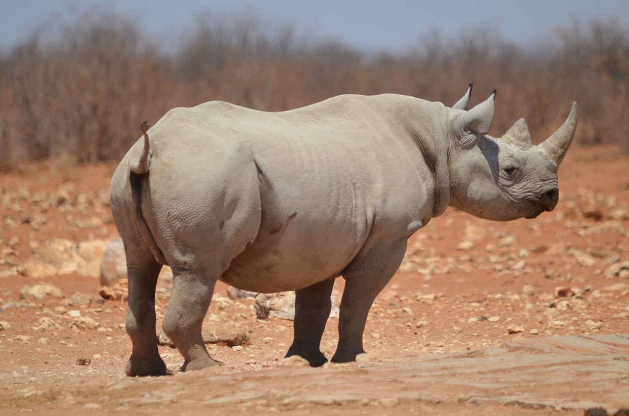 Rhino, Etosha, Žinduolis, Dideli Penki, Etosha Nacionalinis Parkas, Nemokamos Nuotraukos,  Nemokama Licenzija