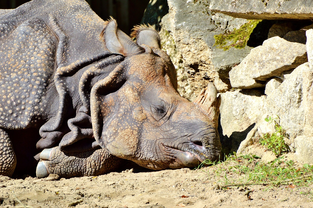 Rhino, Gyvūnas, Žinduolis, Didelis Žaidimas, Zoologijos Sodas, Gyvūnų Pasaulis, Nemokamos Nuotraukos,  Nemokama Licenzija