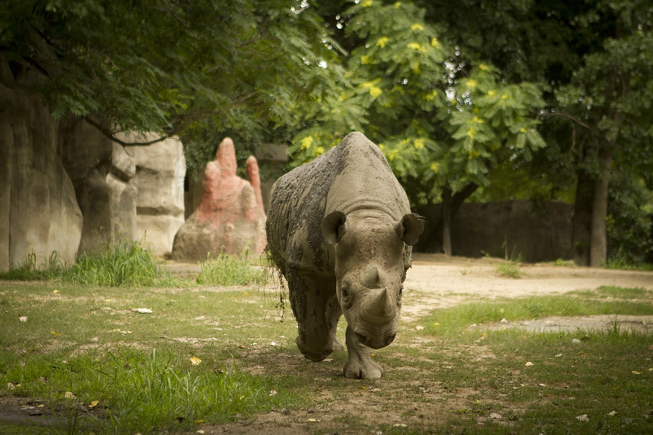 Rhino, Rhino Zoologijos Sode, Rhino Eina Link Kameros, Nemokamos Nuotraukos,  Nemokama Licenzija