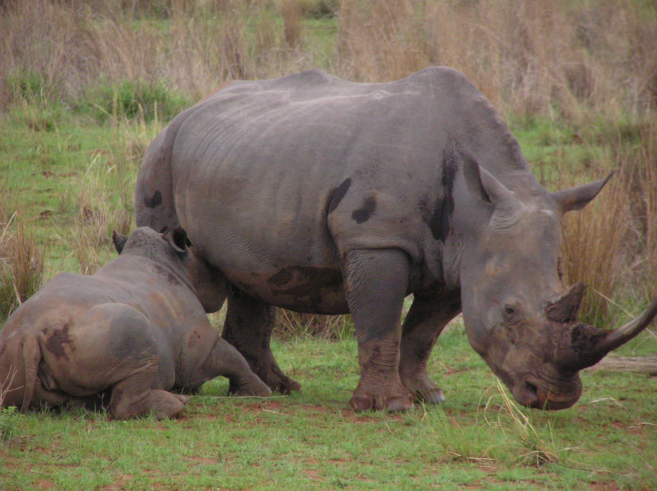 Rhino, Kūdikis, Motina, Maitinimas, Pienas, Gyvūnas, Raganos, Gamta, Laukinė Gamta, Žinduolis