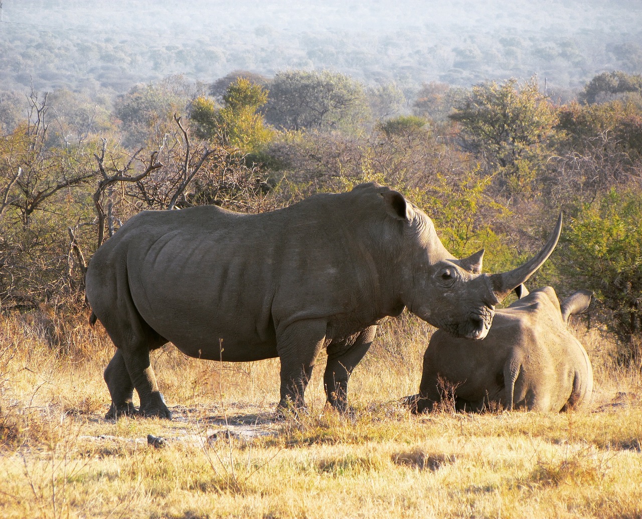 Rhino, Safari, Afrika, Laukinė Gamta, Gyvūnas, Raganos, Nykstantis, Nemokamos Nuotraukos,  Nemokama Licenzija