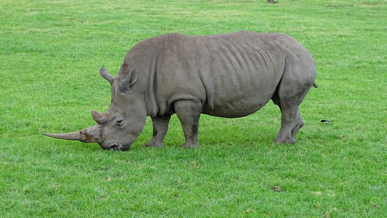 Rhino, Raganos, Laukiniai, Gyvūnas, Žinduolis, Afrika, Ragas, Safari, Pavojingas, Stiprus