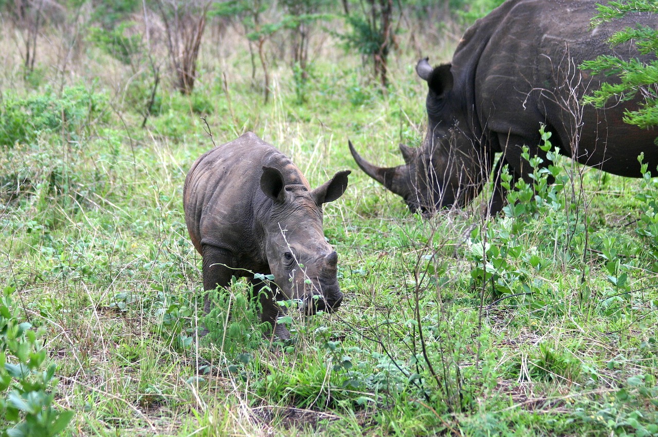 Rhino, Safari, Pietų Afrika, Nemokamos Nuotraukos,  Nemokama Licenzija