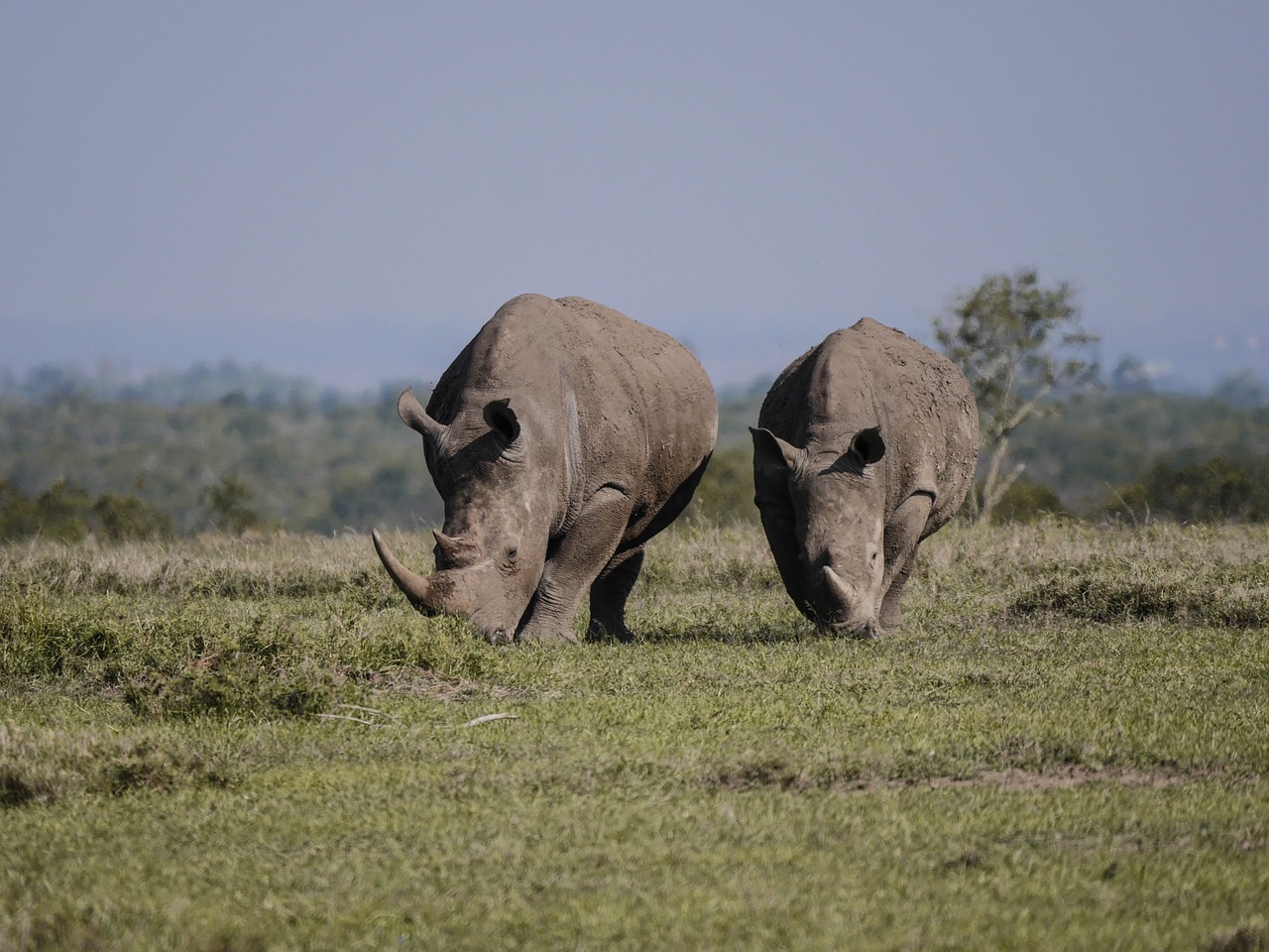 Rhino, Pora, Valgyti, Savana, Baltasis Raganas, Raganos, Ganyti, Pachyderm, Didelis Žaidimas, Laukinis Gyvūnas