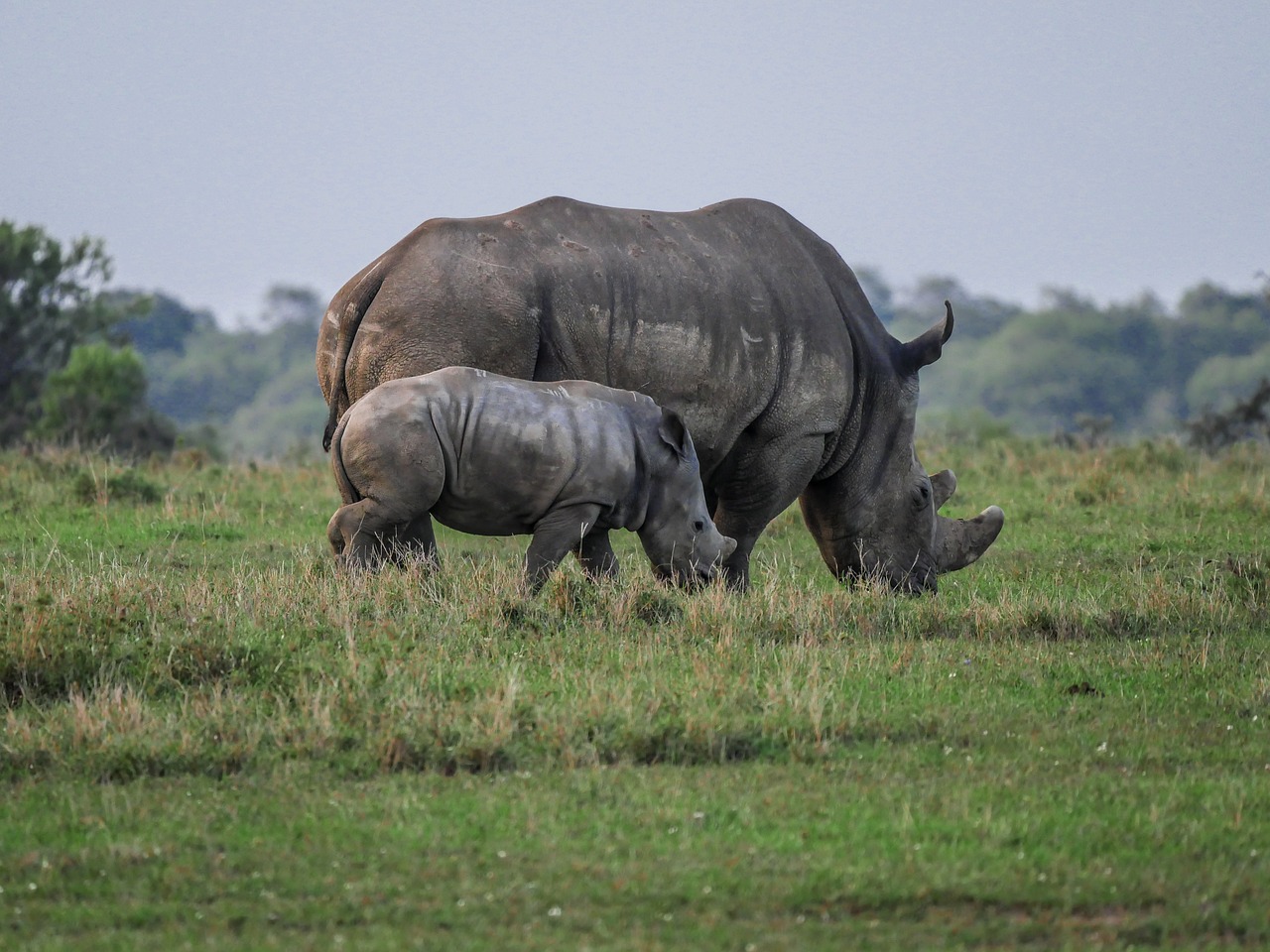 Rhino, Jaunas Gyvūnas, Valgyti, Savana, Baltasis Raganas, Raganos, Ganyti, Kūdikis, Jaunas, Pachyderm