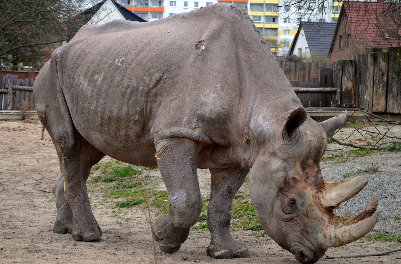 Rhino, Zoologijos Sodas, Gyvūnai, Nemokamos Nuotraukos,  Nemokama Licenzija