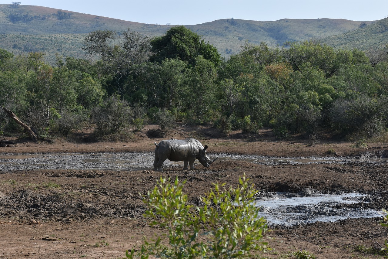 Rhino, Didelis 5, Pietų Afrika, Savanna, Didelis, Lauke, Išsaugojimas, Pavojingas, Dykuma, Nykstantis