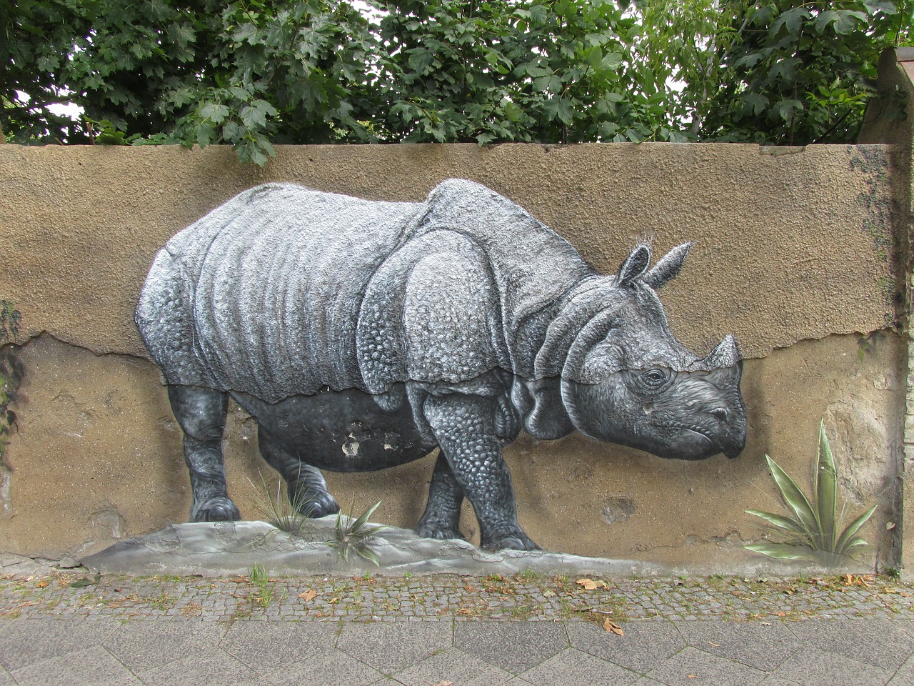 Rhino, Sienų Menas, Siena, Zoologijos Sodas, Berlynas, Lichtenberg, Vokietija, Gyvūnas, Gamta, Laukinės Gamtos Fotografija