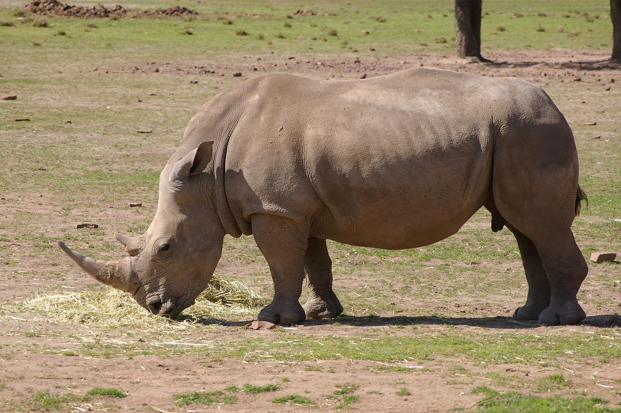 Rhino, Raganos, Zoologijos Sodas, Gyvūnas, Laukiniai, Laukinė Gamta, Žinduolis, Gamta, Afrika, Fauna