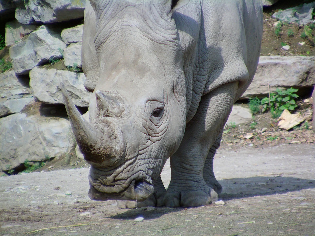 Rhino, Žinduolis, Didelis Žaidimas, Afrika, Safari, Zoologijos Sodas, Salzburg, Nemokamos Nuotraukos,  Nemokama Licenzija