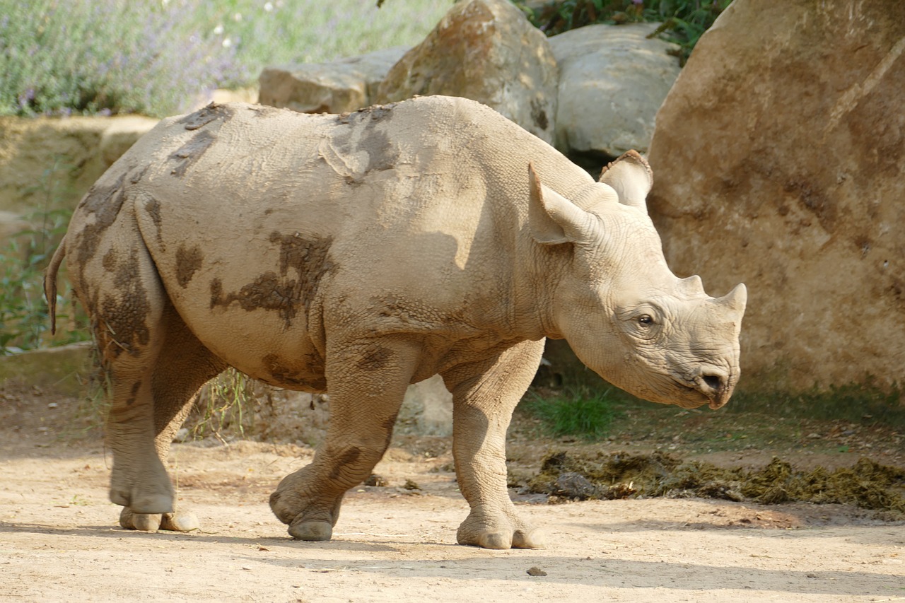 Rhino, Zoologijos Sodas, Gyvūnas, Jaunas Gyvūnas, Pachyderm, Nemokamos Nuotraukos,  Nemokama Licenzija