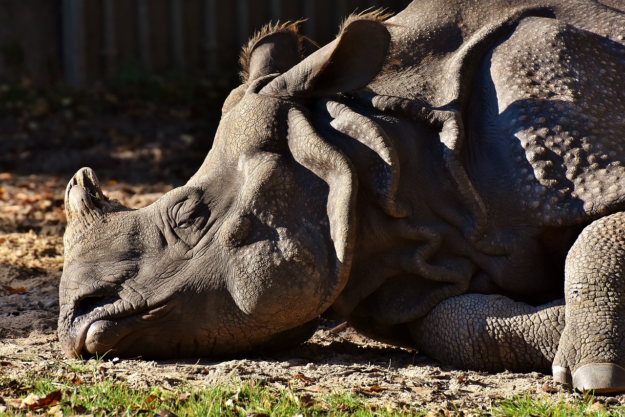 Rhino, Gyvūnas, Gyvūnų Pasaulis, Pachyderm, Raganos, Zoologijos Sodas, Oda, Didelis Žaidimas, Panzer, Tierpark Hellabrunn