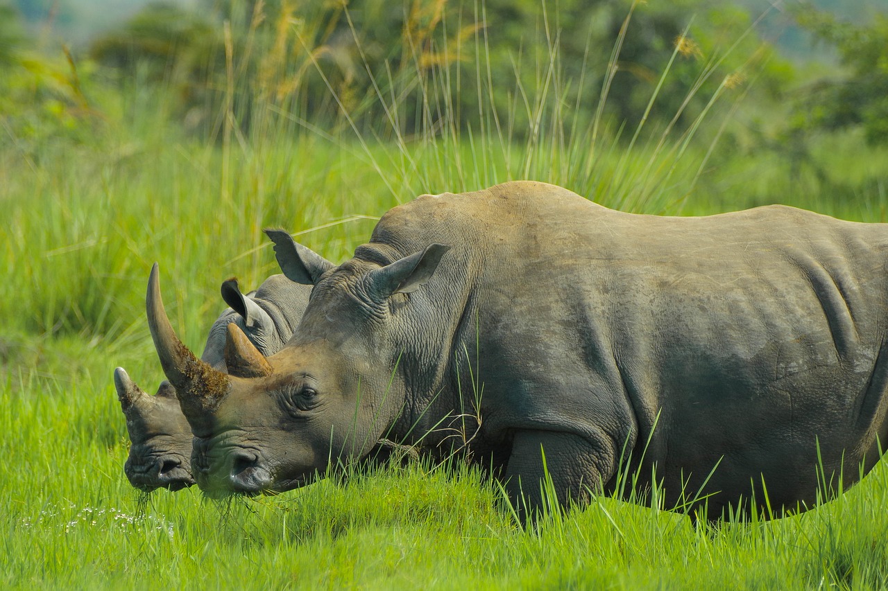 Rhino, Uganda, Gamtos Nuotraukos, Nemokamos Nuotraukos,  Nemokama Licenzija