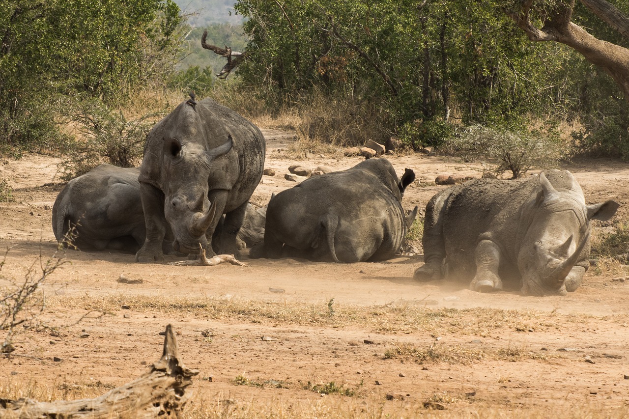 Rhino, Afrika, Safari, Didelis Žaidimas, Nacionalinis Parkas, Žinduolis, Pietų Afrika, Raganos, Breitmaulnashorn, Gamta