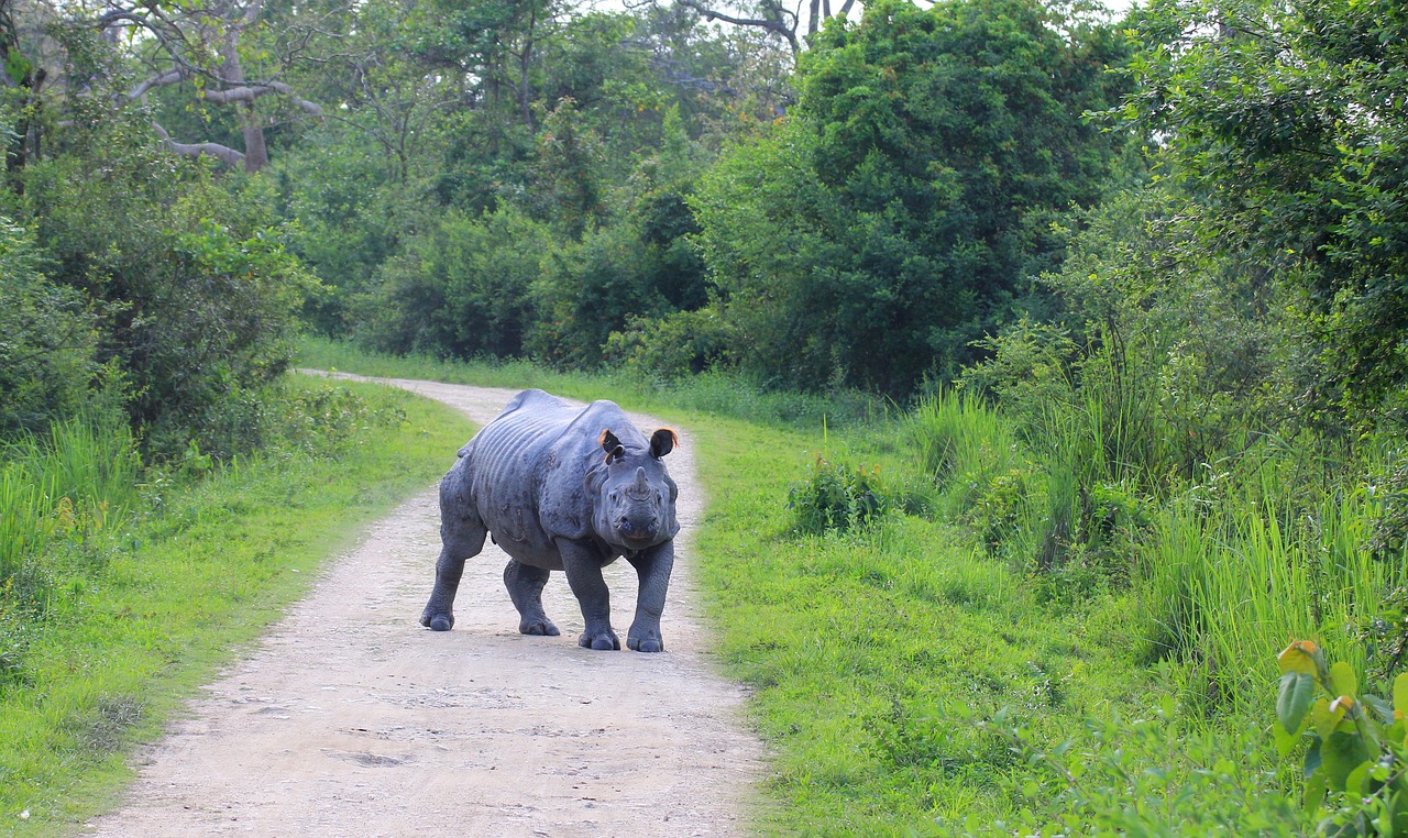 Rhino, Kaaziranga, Pasirengęs Paleisti, Nemokamos Nuotraukos,  Nemokama Licenzija