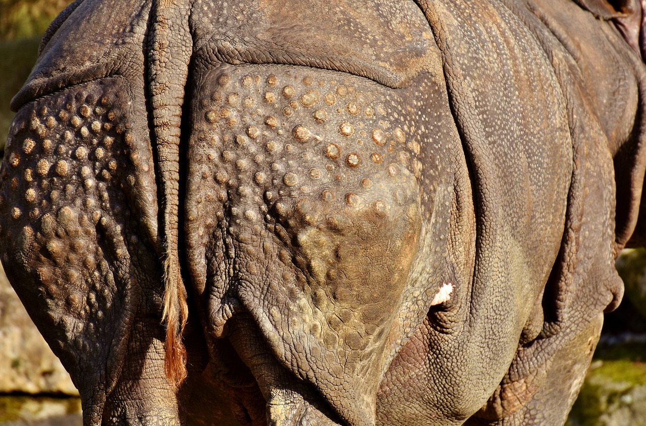 Rhino, Kūnas, Gyvūnas, Gyvūnų Pasaulis, Pachyderm, Raganos, Zoologijos Sodas, Uodega, Užpakalis, Oda