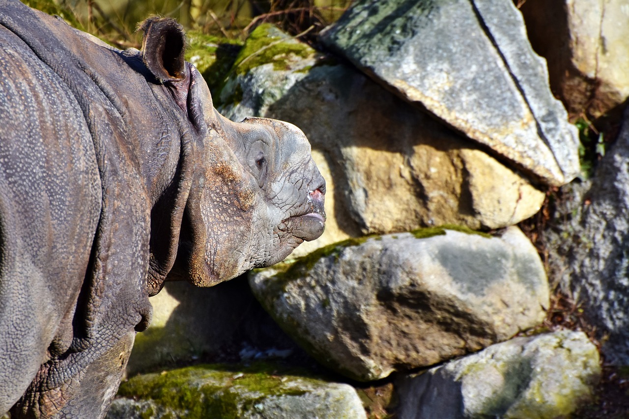 Rhino, Gyvūnas, Žinduolis, Didelis Žaidimas, Zoologijos Sodas, Gyvūnų Pasaulis, Tierpark Hellabrunn, Nemokamos Nuotraukos,  Nemokama Licenzija