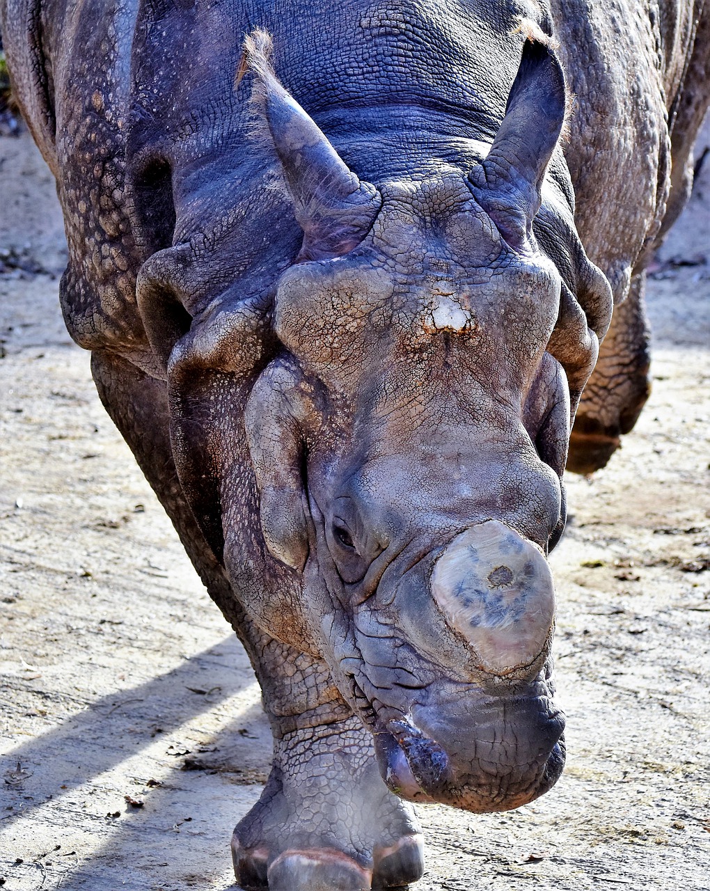 Rhino, Gyvūnas, Žinduolis, Didelis Žaidimas, Zoologijos Sodas, Gyvūnų Pasaulis, Tierpark Hellabrunn, Nemokamos Nuotraukos,  Nemokama Licenzija