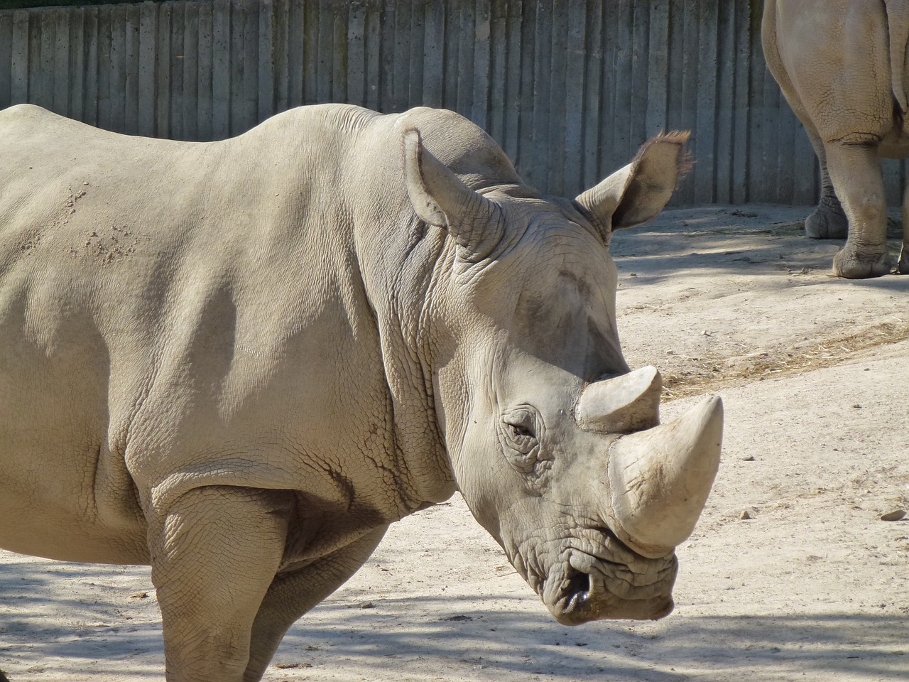 Rhino, Baltasis Raganas, Zoologijos Sodas, Egzotinis Gyvūnas, Gyvūnas, Fauna, Gyvūnų Pasaulis, Priekinio Plano, Nemokamos Nuotraukos,  Nemokama Licenzija